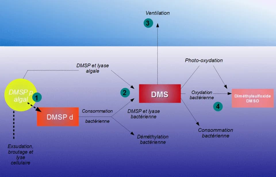 James Lovelock - Schema of the dimethyl sulfide (DMS) cycle into oceans according to CLAW hypotesis : 1) Seaweeds produce of the dimethylsulfoniopropionate (DMSP) to keep their osmotic balance with th