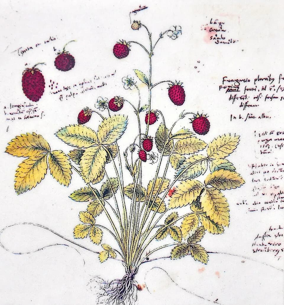 Conrad Gessner - Zürich : Botanical Garden «zur Katz» (Museum of Ethnology, University of Zürich) : Fragaria vesca 'Conradi Gesneri Historia plantarum' by Conrad Gessner (* 1516; † 1565)
