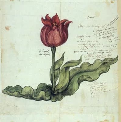 Conrad Gessner - Wood engraving after a drawing of a tulip by Conrad Gesner, ca. 1561, with Gesner's own handwriting. This image depicts the tulip discovered by Gesner in Augsburg in April 1559 - the 