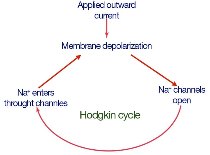 Alan Lloyd Hodgkin - Hodgkin Cycle