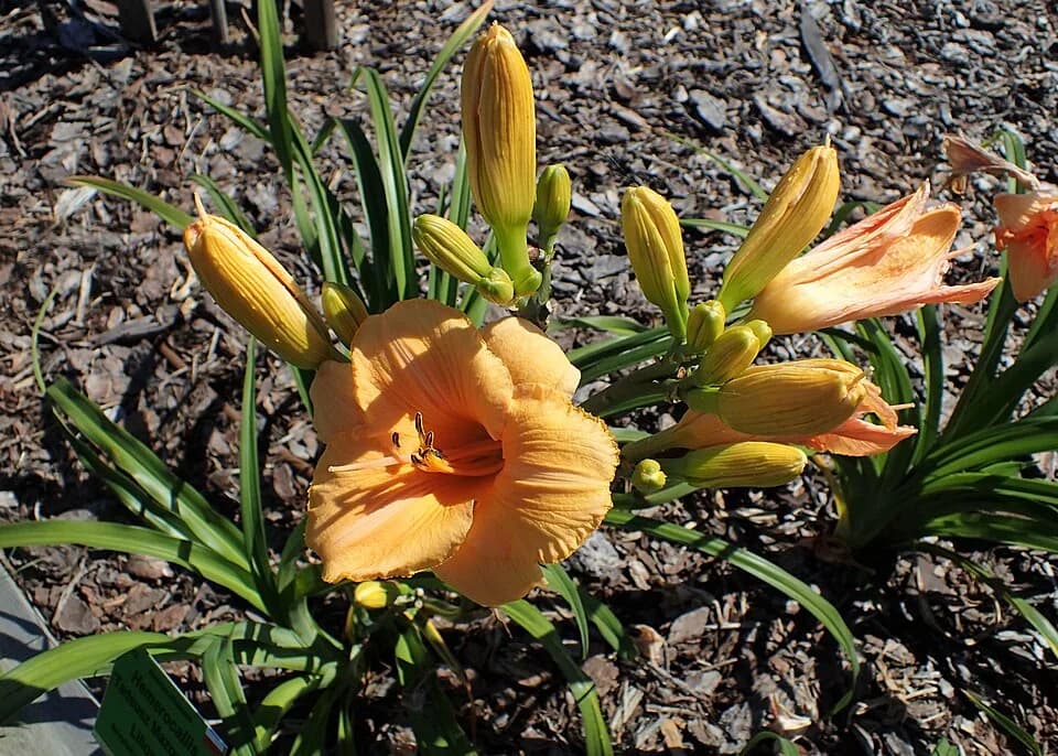 Tadeusz Mazowiecki - Hemerocallis 'Tadeusz Mazowiecki' (Byczyński i Nowak, Polska, 2013) in arboretum in Wojsławice