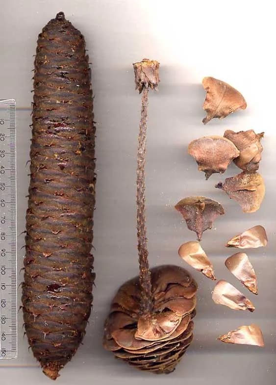 Boris III of Bulgaria - Abies borisii-regis cones: mature cone (left), disintegrated cone (centre), loose scales (top right) & seeds (lower right). Pirin Mountains, Bulgaria, approx. 1720 m altitu