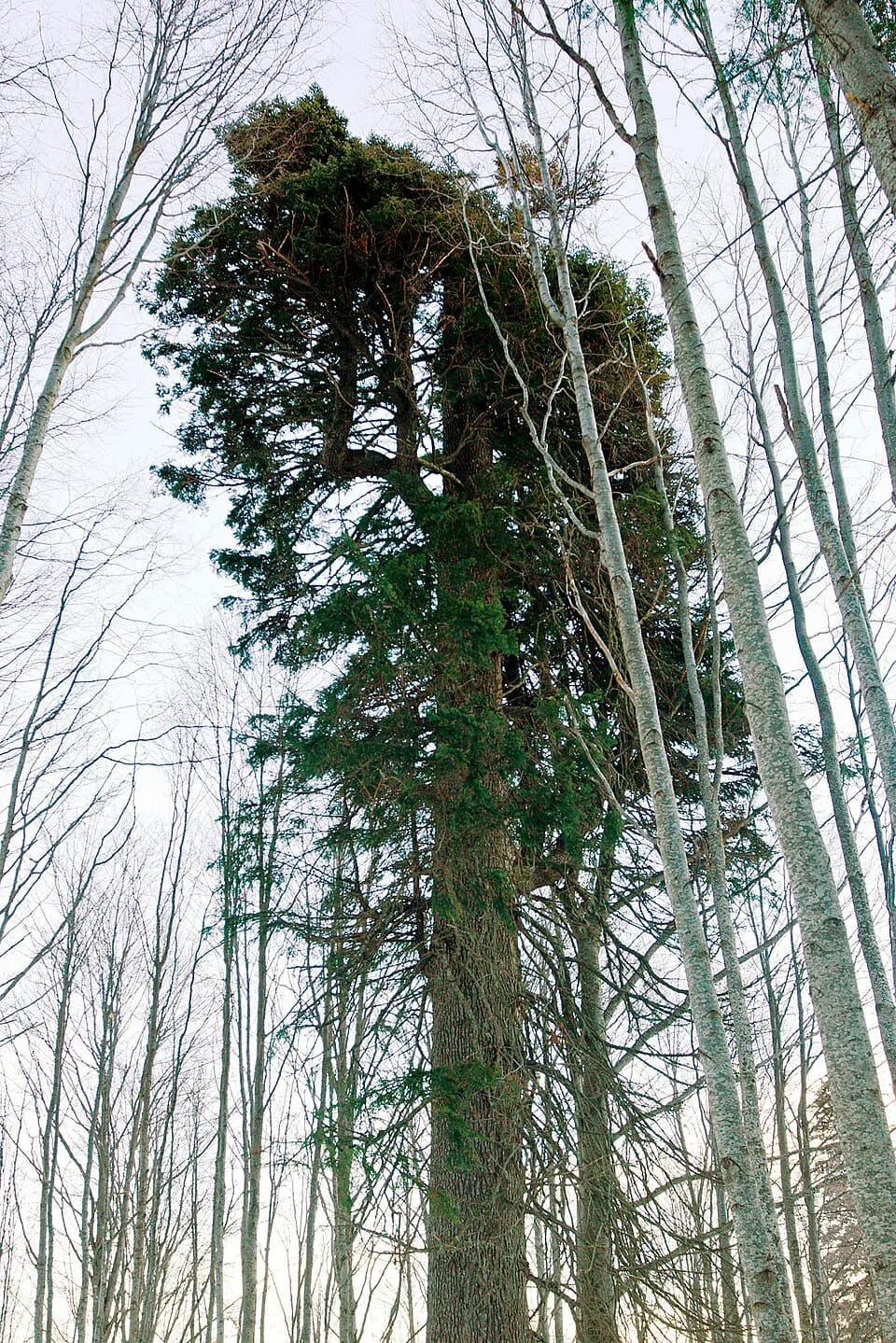 Boris III of Bulgaria - Visokata ela - a centuries-old Bulgarian Fir tree in the Pirin mountains, Bulgaria