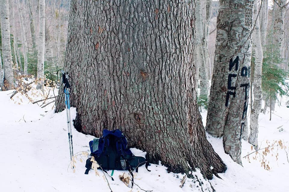 Boris III of Bulgaria - Visokata ela - a centuries-old Bulgarian Fir tree in the Pirin mountains, Bulgaria