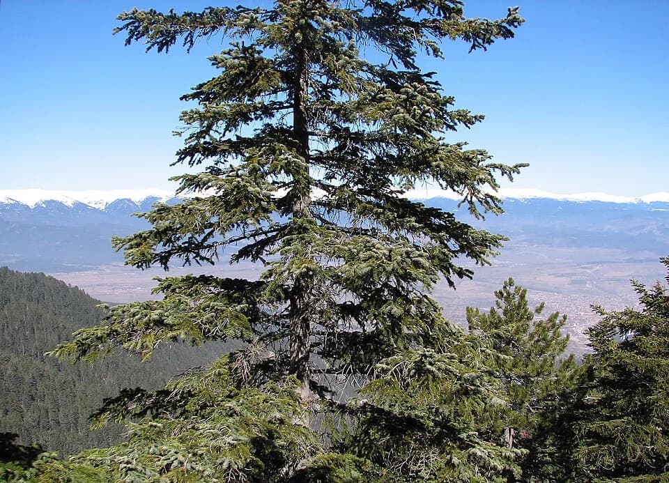 Boris III of Bulgaria - Abies borisii-regis central part of a tree. Pirin Mountains near Bansko, Bulgaria, 41°48'32"N 23°28'12"E, 1190 m altitude.