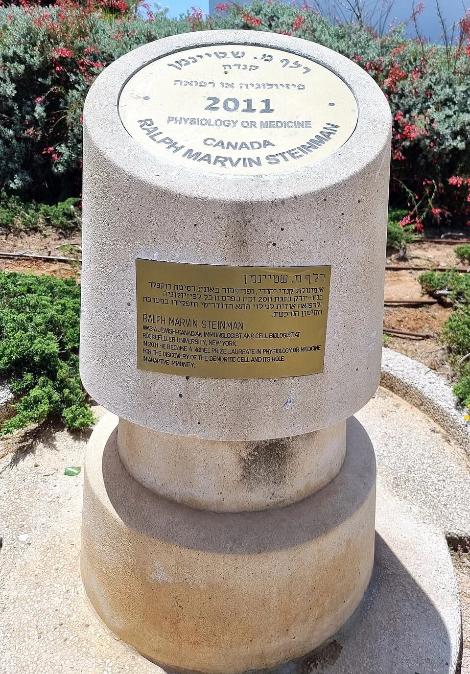 Ralph Steinman - A column in honor of the Nobel Laureate