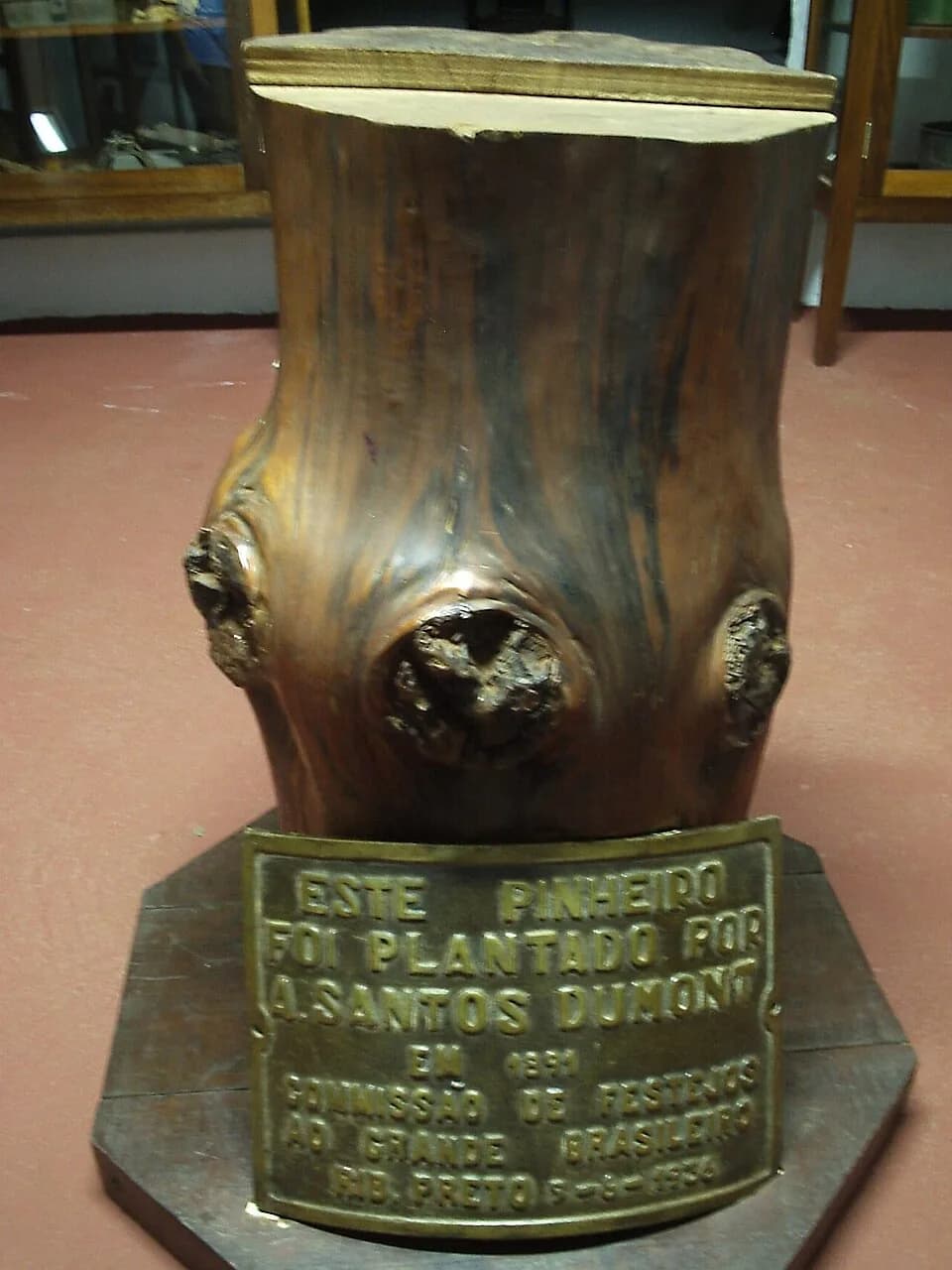 Alberto Santos-Dumont - Pinheiro plantado por Alberto Santos Dumont em 1891, quando o jovem inventor tinha 18 anos. Em exibição na Prefeitura de Dumont