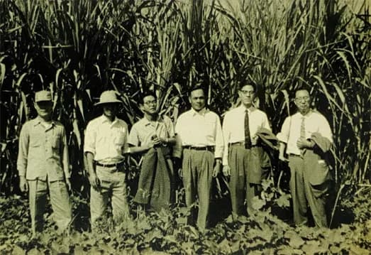 Lee Teng-hui - ​1955年與日籍農業專家視察甘蔗改良場