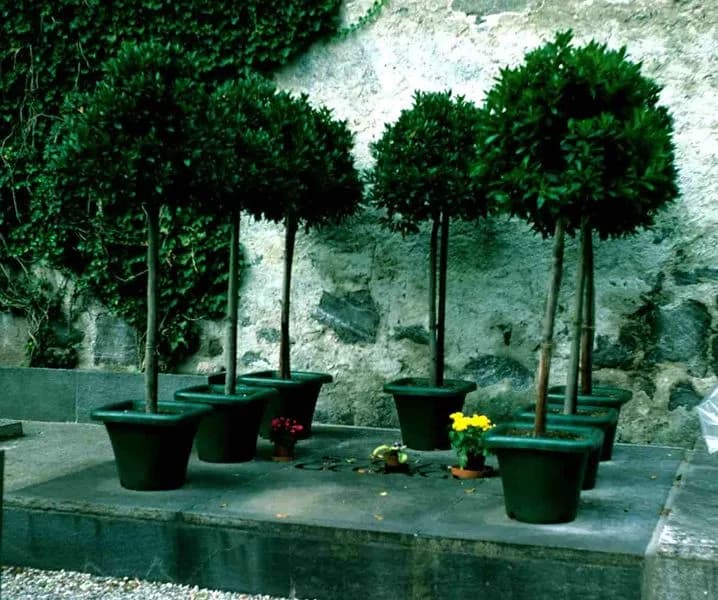 Stefan George - Stefan George Grave in Minusio