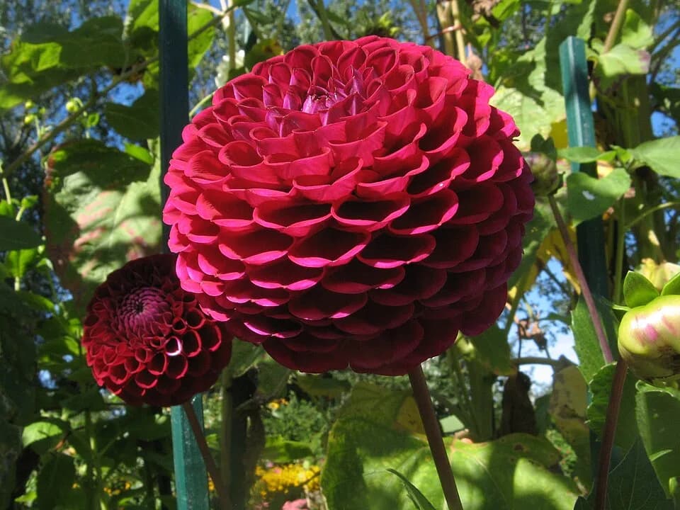Emil Nolde - Dahlia in Emil Noldes Seebüll garden, Holstein, Germany