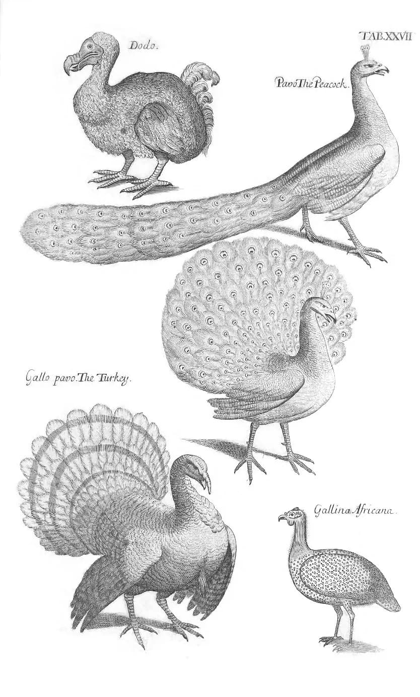 John Ray - Woodcuts of Dodo, Peacock, Turkey, Guineafowl from Willughby's Ornithology 1678