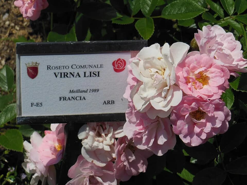 Virna Lisi - Rose del cultivar 'Virna Lisi' (Francia, Meilland 1989) nel Roseto di Roma Capitale