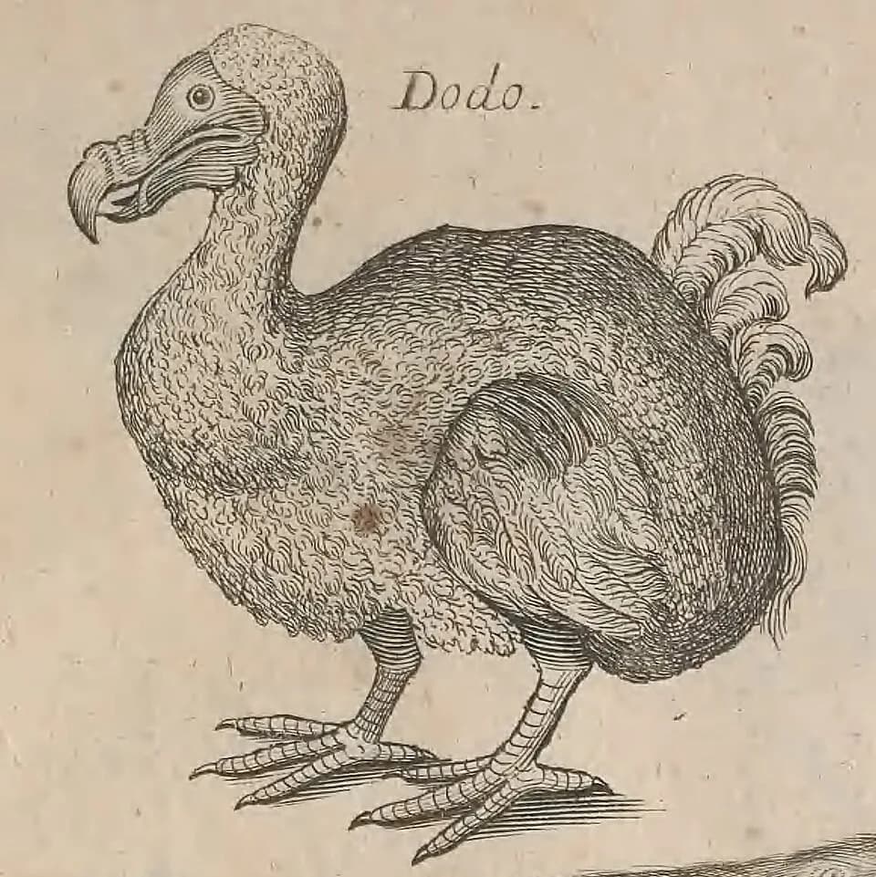 John Ray - Dodo, from copper plate in John Ray, The ornithology of Francis Willughby, 1678, cropped from plate XXVII