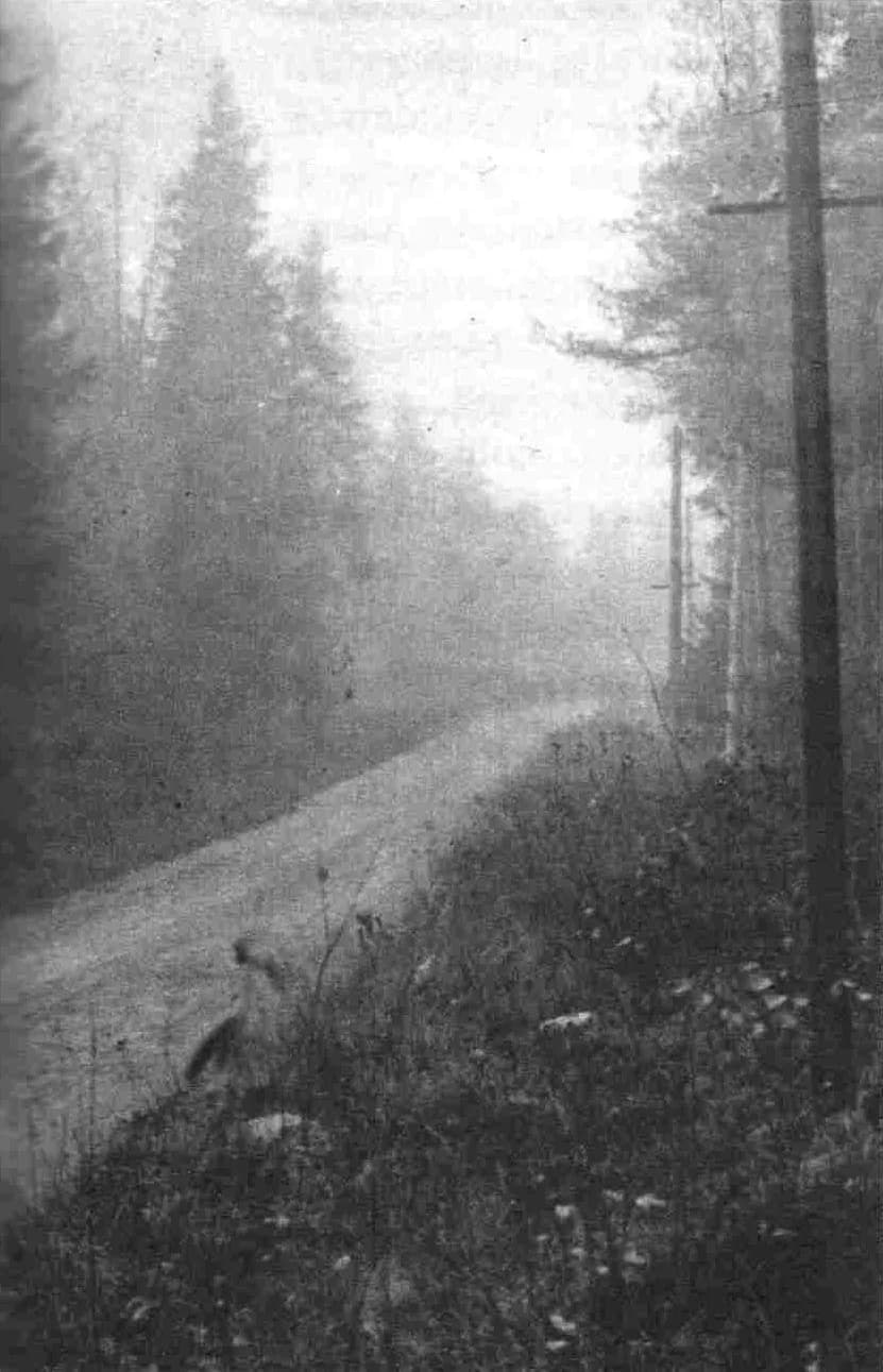 Kaarlo Juho Ståhlberg - Wooded road at Kulosaari, Helsinki in 1930. From this road former president Kaarlo Juho Ståhlberg and
his wife Ester Ståhlberg were kidnapped on 14 October 1930.