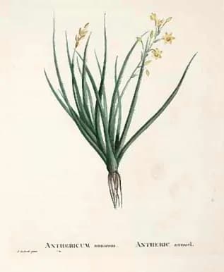 Augustin-Pyramus de Candolle - Anthericum annuum. Illustration from Plantarum historia succulentarum =Histoire des plantes grasses /par A.P. Decandolle ; avec leurs figures en couleurs, dessinees par 