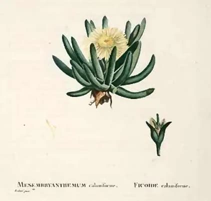 Augustin-Pyramus de Candolle - Mesembryanthemum calamiforme. Illustration from Plantarum historia succulentarum =Histoire des plantes grasses /par A.P. Decandolle ; avec leurs figures en couleurs, des