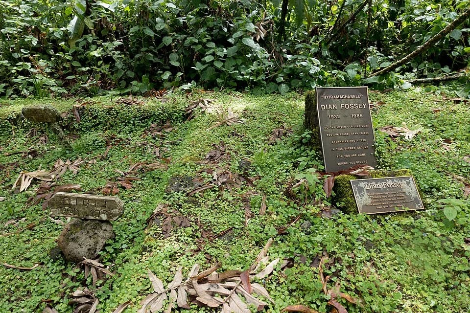 Dian Fossey - The making of this document was supported by Wikimedia CH. (Submit your project!)
For all the files concerned, please see the category Supported by Wikimedia CH.
العربية ∙ বাংলা ∙ češt
