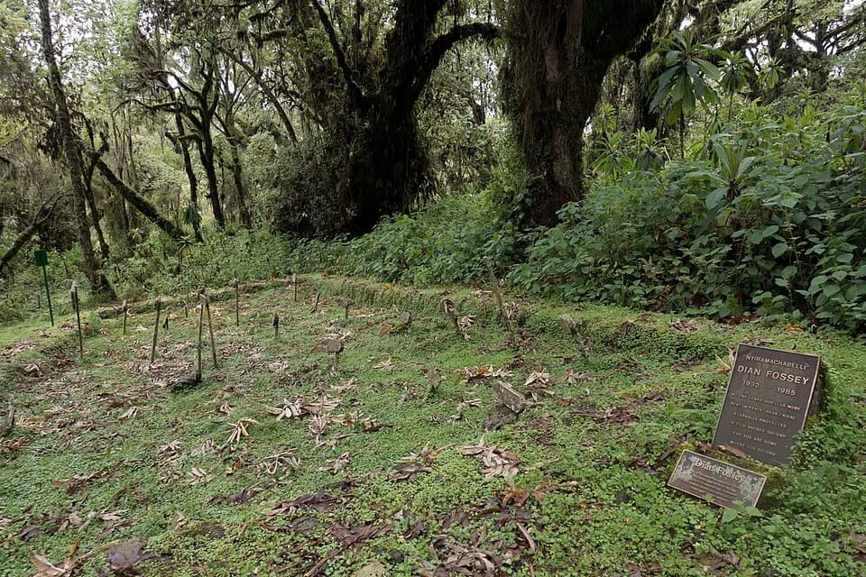 Dian Fossey - The making of this document was supported by Wikimedia CH. (Submit your project!)
For all the files concerned, please see the category Supported by Wikimedia CH.


العربية ∙ বাংলা ∙ češt