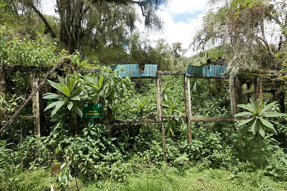 Dian Fossey - The making of this document was supported by Wikimedia CH. (Submit your project!)
For all the files concerned, please see the category Supported by Wikimedia CH.


العربية ∙ বাংলা ∙ češt