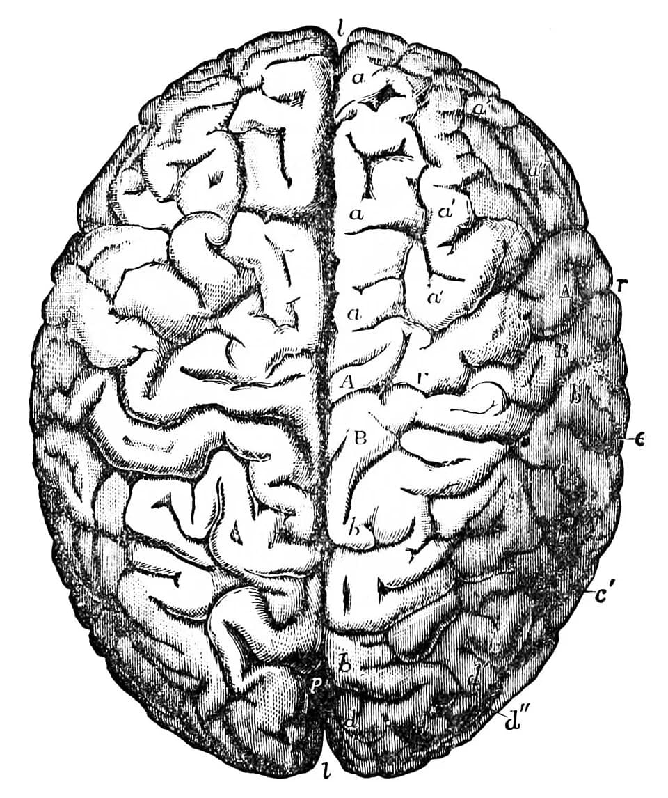 Carl Friedrich Gauss - Brain of gauss