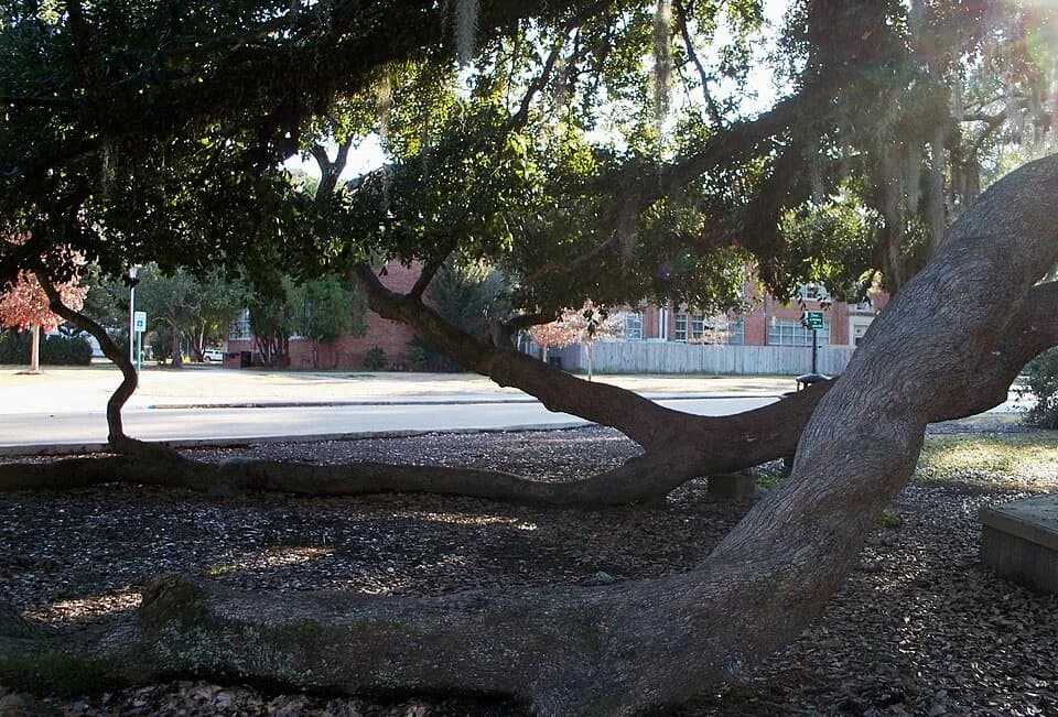 Walt Whitman - Friendship Circle on the campus of Southeastern Louisiana University is dominated by Friendship Oak. This tree is hundreds of years old. Like other mature spreading oaks, Friendship Oak