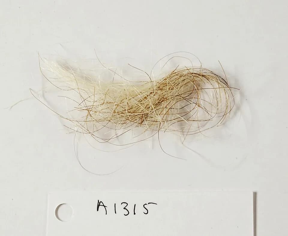 George III of Great Britain - A lock of King George III hair
Wellcome Images
Keywords: Sample; Porphyria; DNA; Royal; Porphyrias