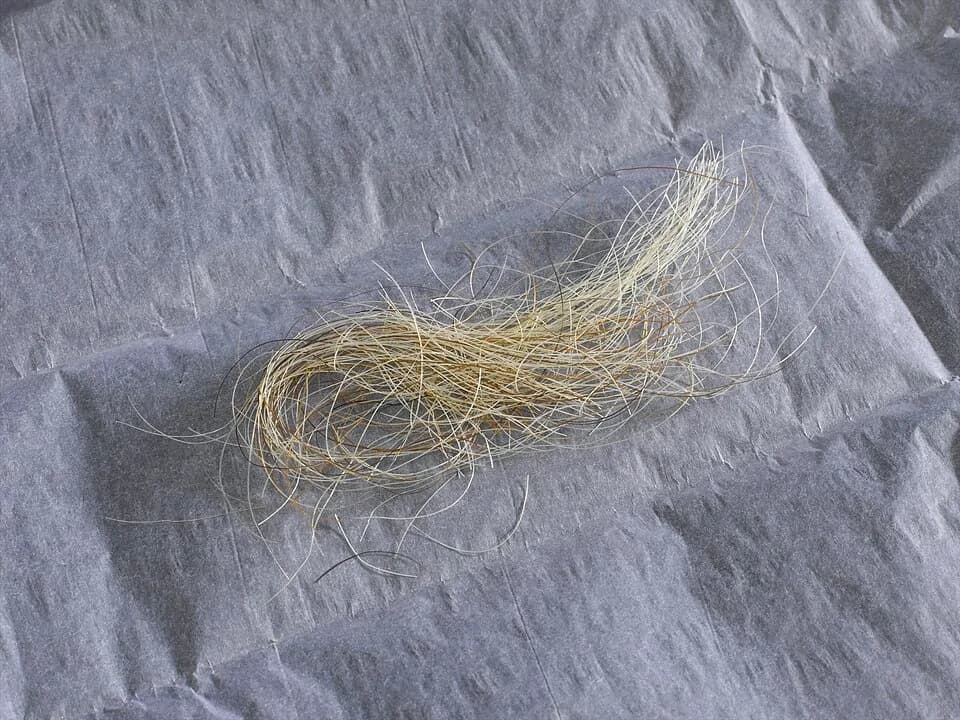 George III of Great Britain - A lock of hair, reputedly from King George III
King George III (1738-1820) ruled the United Kingdom of Great Britain and Ireland and was also king of Hanover &amp;#150; p