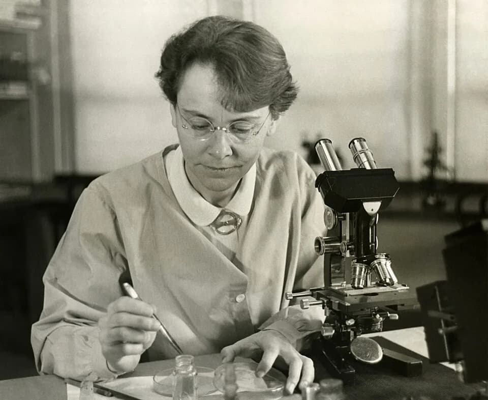 Barbara McClintock - Barbara McClintock (1902-1992), Department of Genetics, Carnegie Institution at Cold Spring Harbor, New York, shown in her laboratory. This photograph was distributed when McClint