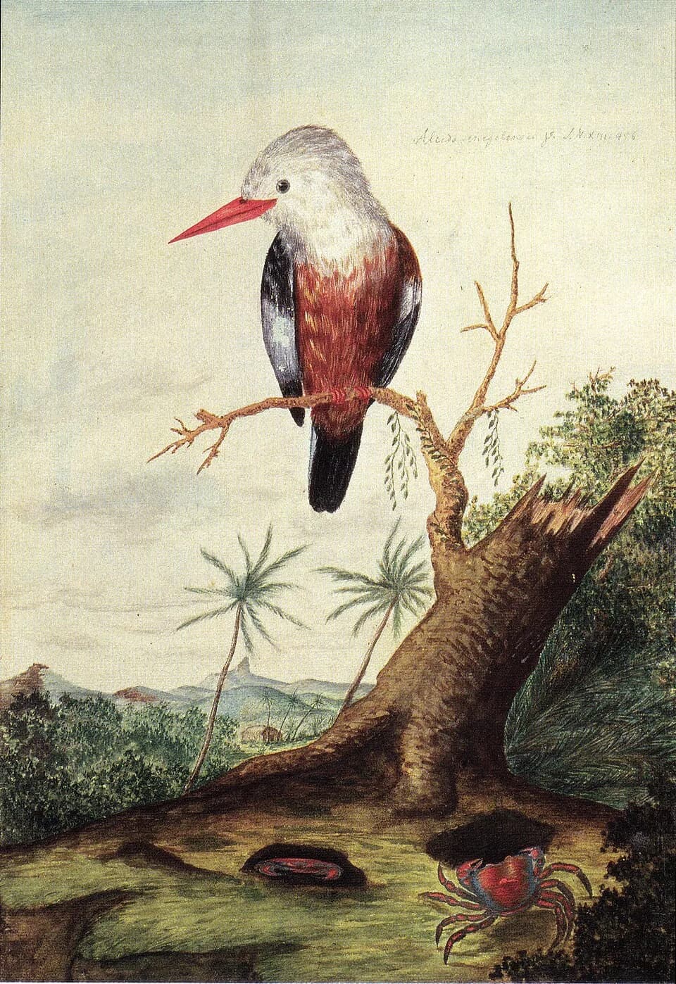 Georg Forster - Georg Forster - Halcyon leucocephala acteon.jpeg