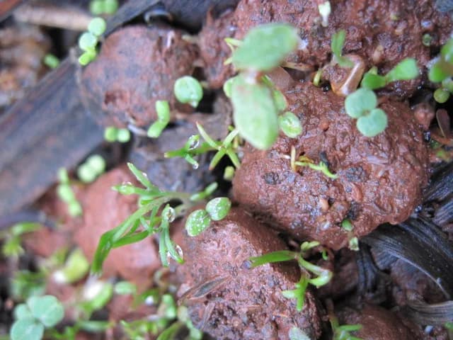 Masanobu Fukuoka - A picture of a sprouted seedball.