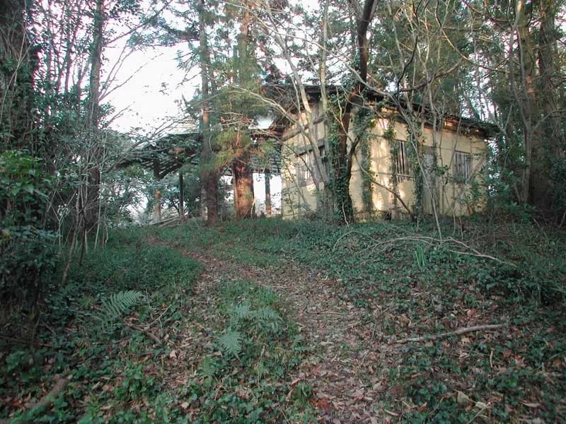 Masanobu Fukuoka - The Fukuoka family farm's shady maturing woodland hill below one of the huts and the pagoda.[former land of Masanobu Fukuoka (1913-2008)]