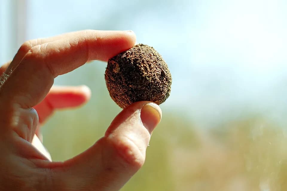 Masanobu Fukuoka - Seed bomb also known as Seed ball, used for Guerilla gardening