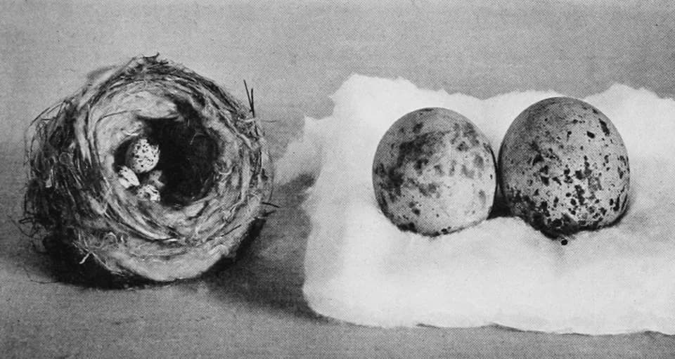 Henry David Thoreau - Eggs collected by Henry David Thoreau, in the Natural History Museum, Boston. Caption: "Eggs. Those in the nest are of Yellow Warbler, the other two of Red-tailed Hawk. Found and