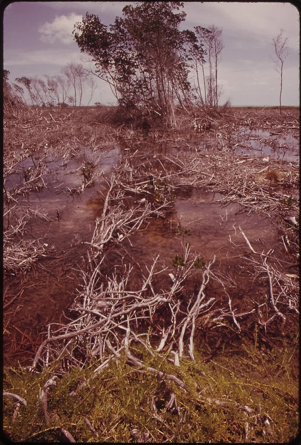 Rachel Carson - OHIO, OR SUNSHINE KEY, IN THE LOWER FLORIDA KEYS, IS WHERE RACHEL CARSON RESEARCHED HER BOOK, EDGE OF THE SEA (1955).... - NARA - 548587.jpg