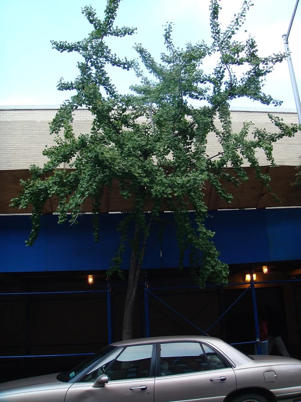 O. Henry - This photo is of Wikis Take Manhattan goal code R23, Street Trees.