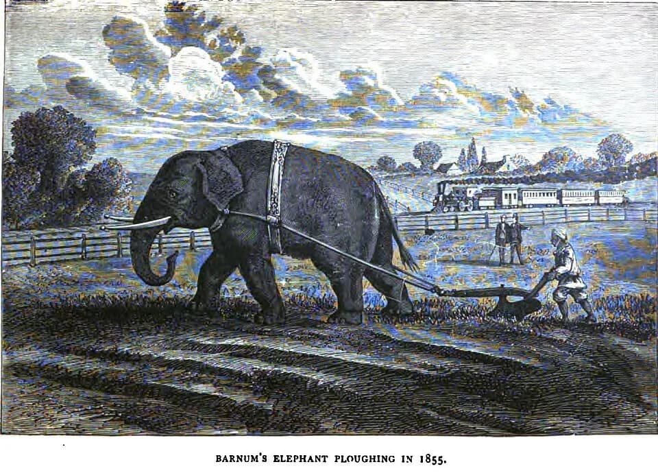 P. T. Barnum - Book engraving of P.T. Barnum's elephant plowing farmland in Bridgeport in 1855, with onlookers