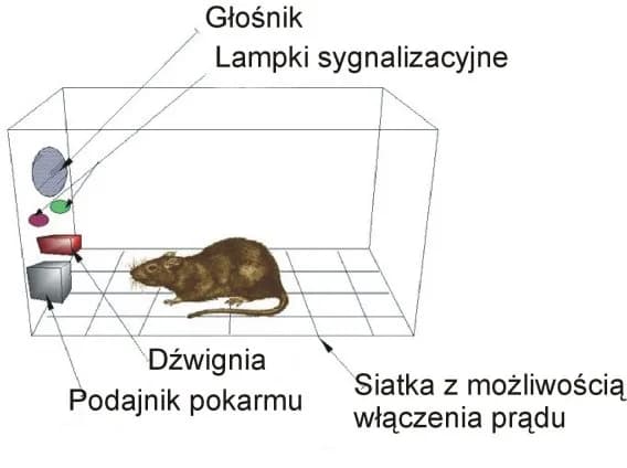 B. F. Skinner - Schemat skrzynki Skinnera