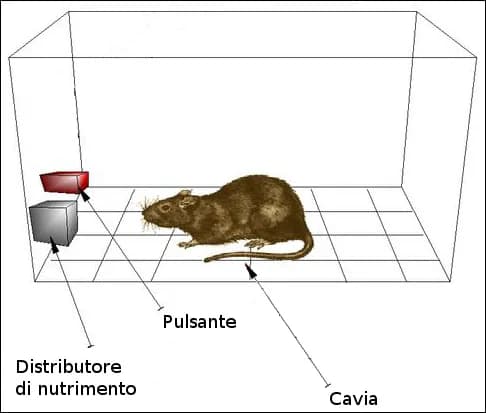 B. F. Skinner - Formattazione in lingua italiana di una immagine trovata su Commons