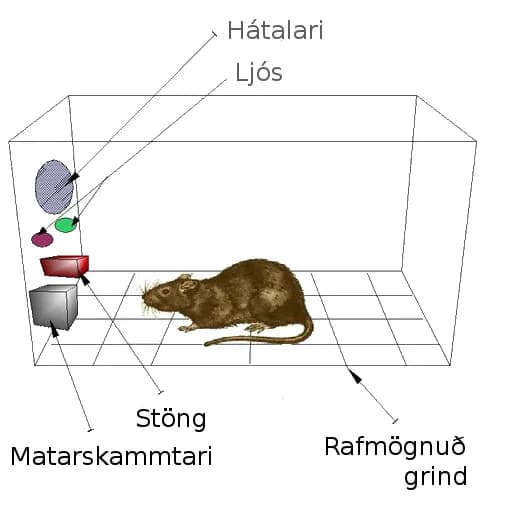 B. F. Skinner - Skinner box, a cage to perform behavioural experiments with animals