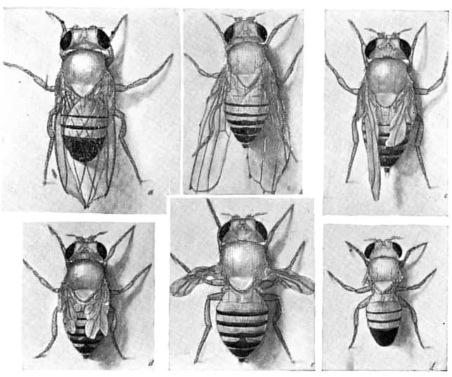 Thomas Hunt Morgan - Fig. 5. Mutants of Drosophila ampelophila arranged in order of size of wings: (a) cut; (b) beaded; (c) stumpy; (d) another individual of stumpy; (f) vestigial (g) apterous.