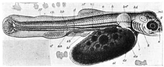Thomas Hunt Morgan - Fig. 6. Young trout (Trutta fario) six days after hatching. (After Ziegler.)