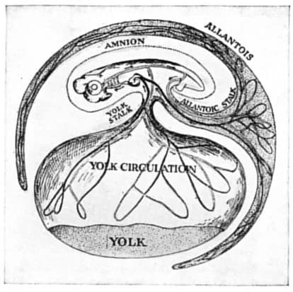 Thomas Hunt Morgan - Fig. 7. Diagram of chick showing relations of amnion, allantois and yolk. (After Lillie.)