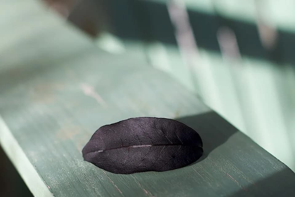 Don Rickles - This dried out basil leaf I found in the bottom of the oven made for a fun/silly photo shoot today. It really looks like a set of Angelina Jolie volume puffed lips, eh?
This is hardly th