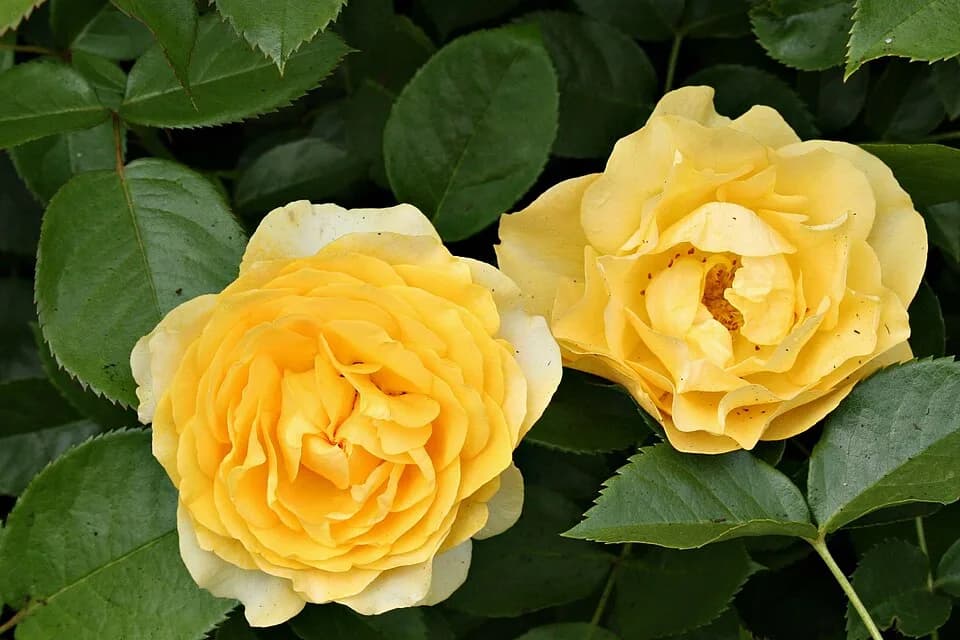 Julia Child - Lemony/yellow Julia Child rose