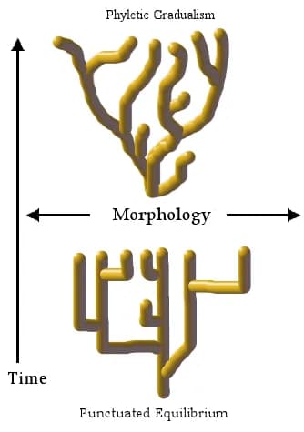 Stephen Jay Gould - Punctuatedequilibrium.png