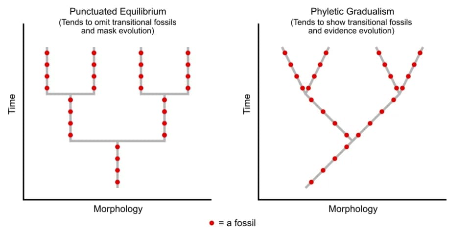 Stephen Jay Gould - Fossils in Punctuated Equilibrium vs fossils in Phyletic Gradualism theories.