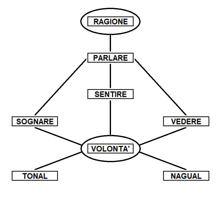 Carlos Castañeda - Gli otto punti che compongono la totalità dell'essere umano e i collegamenti tra di essi, secondo la spiegazione dello stregone don Juan Matus esposta nel libro di Carlos Castaneda,
