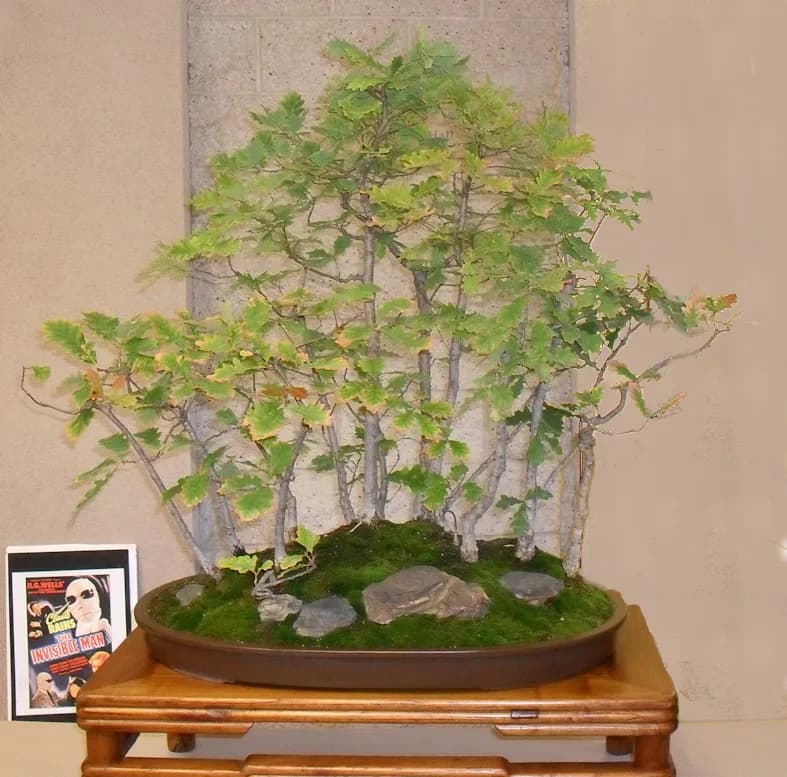Gloria Stuart - Gloria Stuart bonsai called "French black oak forest."  Was planted by Gloria Stuart in 1982 after returning from France where she picked the acorns while touring the royal forest surr