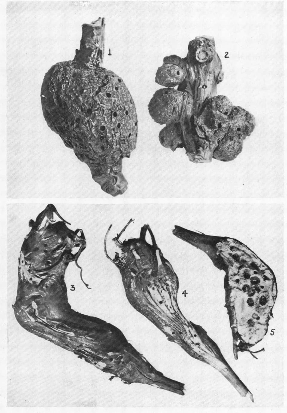 Alfred Kinsey - Fig. 1 Andricus punctatus, normal gall, ×1.
Fig. 2. Andrieu punctatus, parasitized gall, ×1.

Figs. 3 to 5. Aulacidea annulata, new species, ×1.