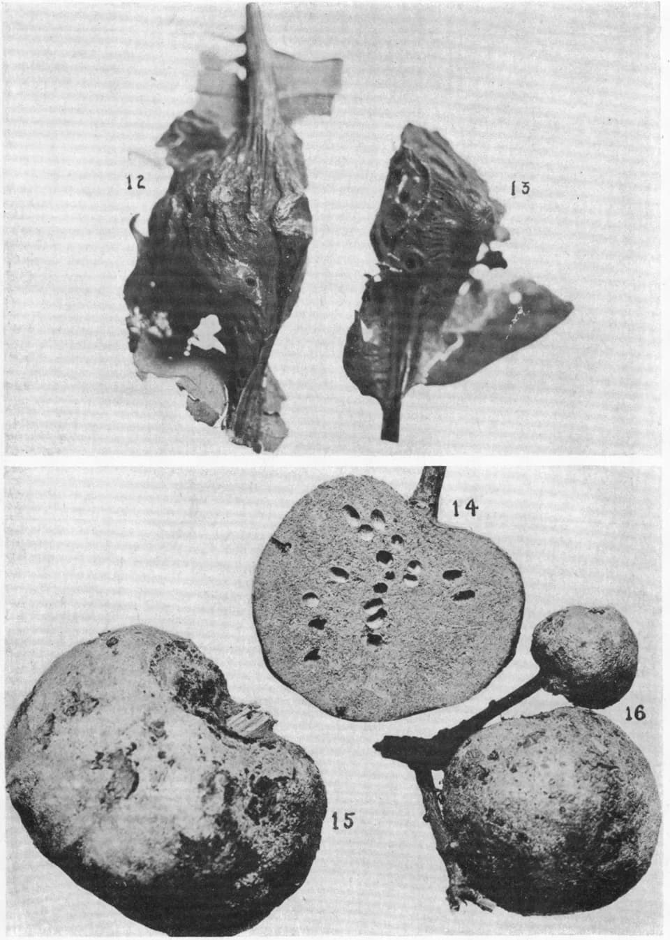 Alfred Kinsey - Figs. 12 and 13. Andricus concolorans, new species, ×3.
Figs. 14 to 16. Andricus furnaceus, new species, ×1.